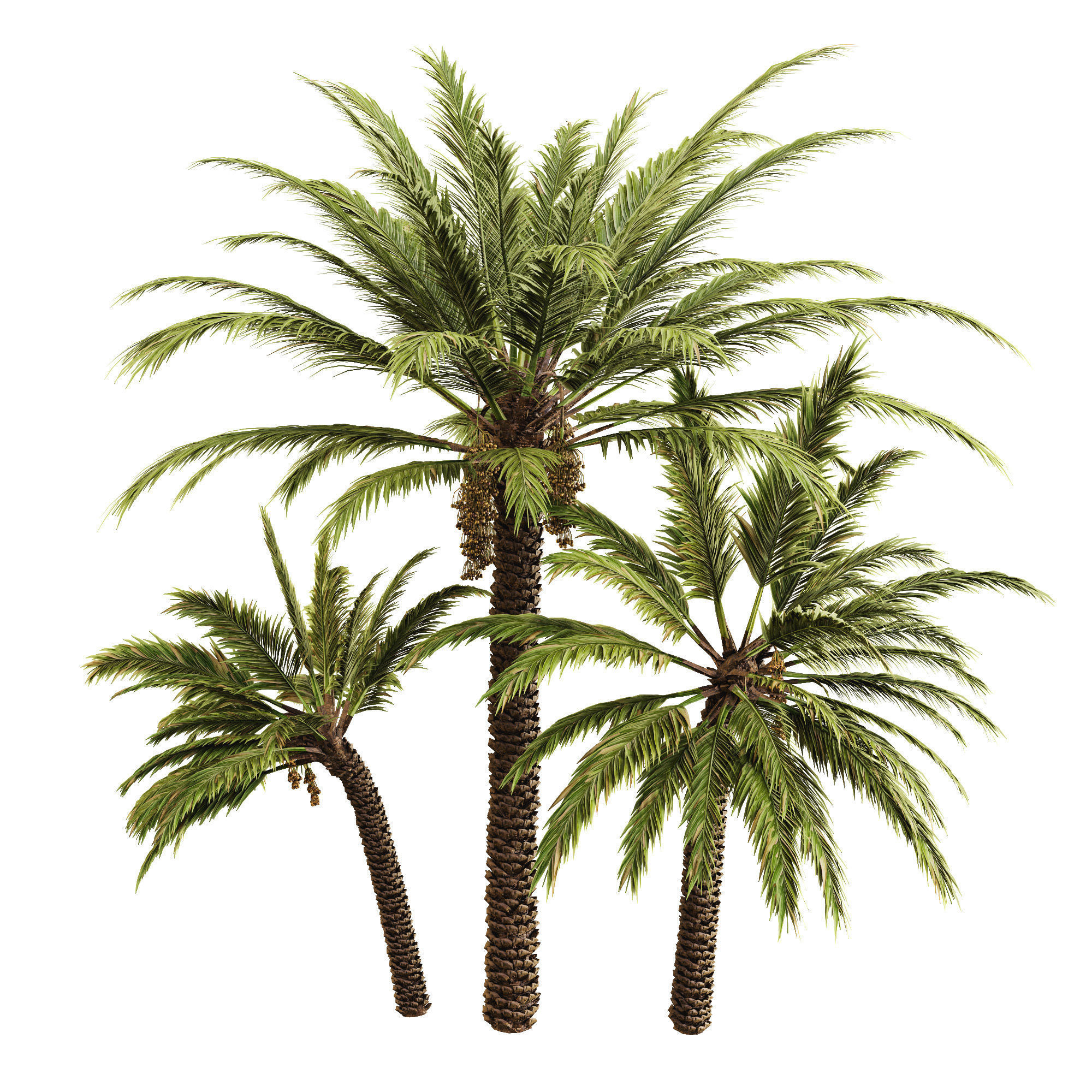 Date palm 3D model_12