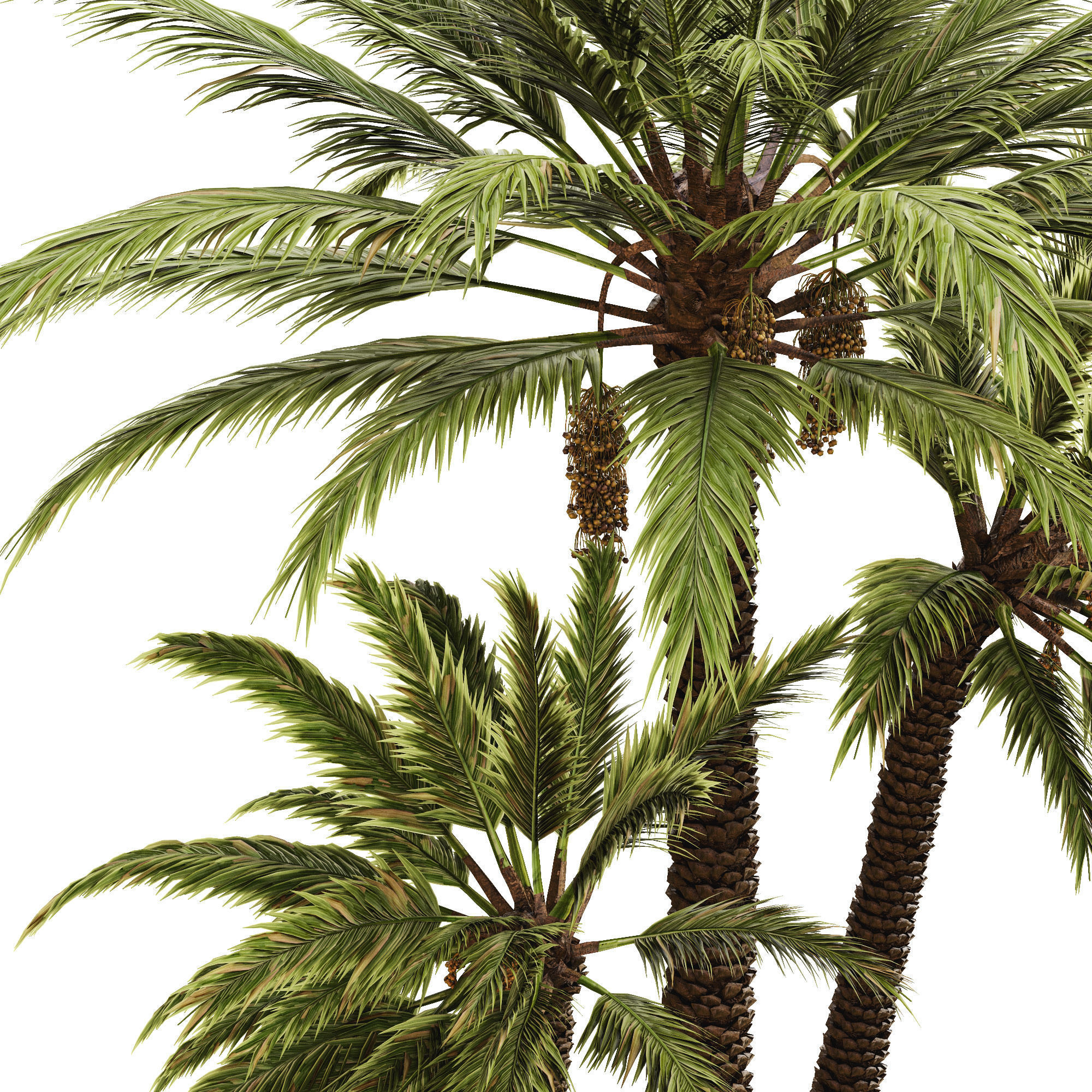 Date palm 3D model_2