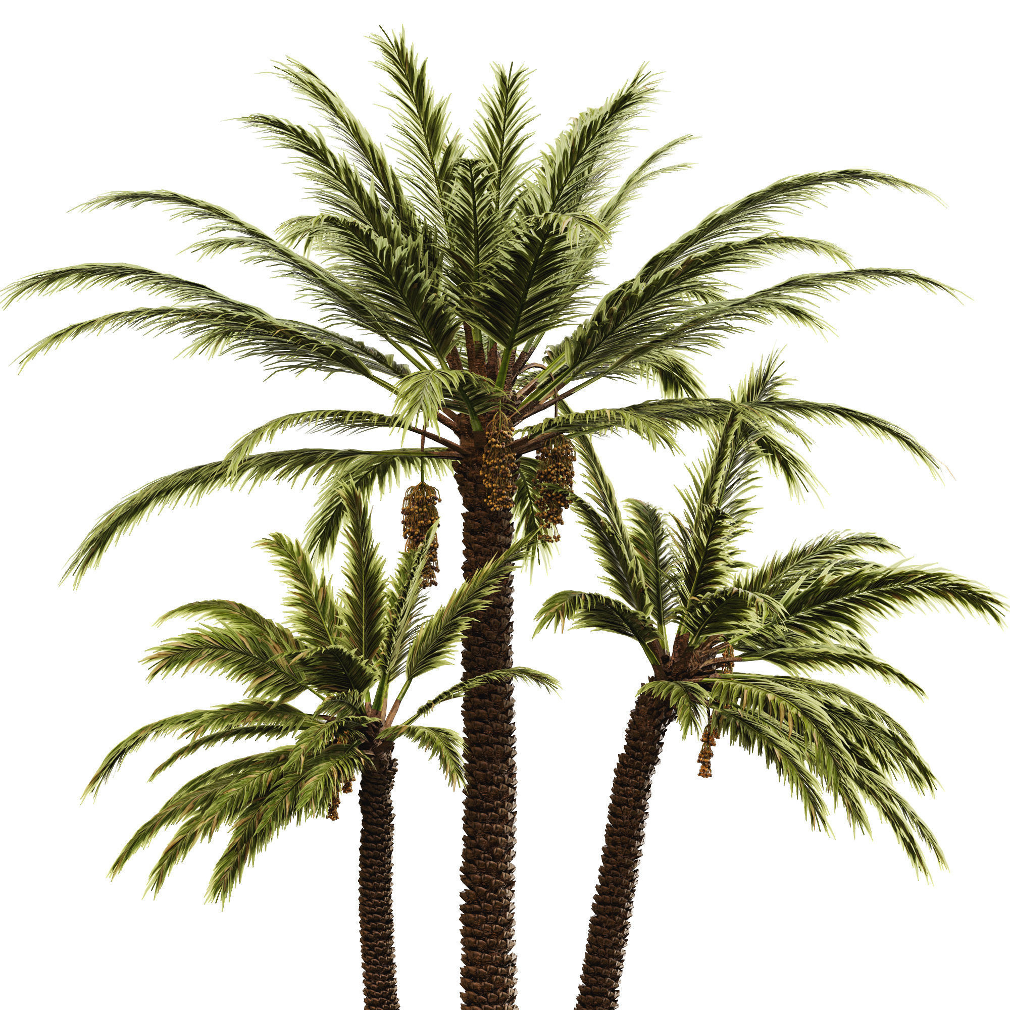 Date palm 3D model_3