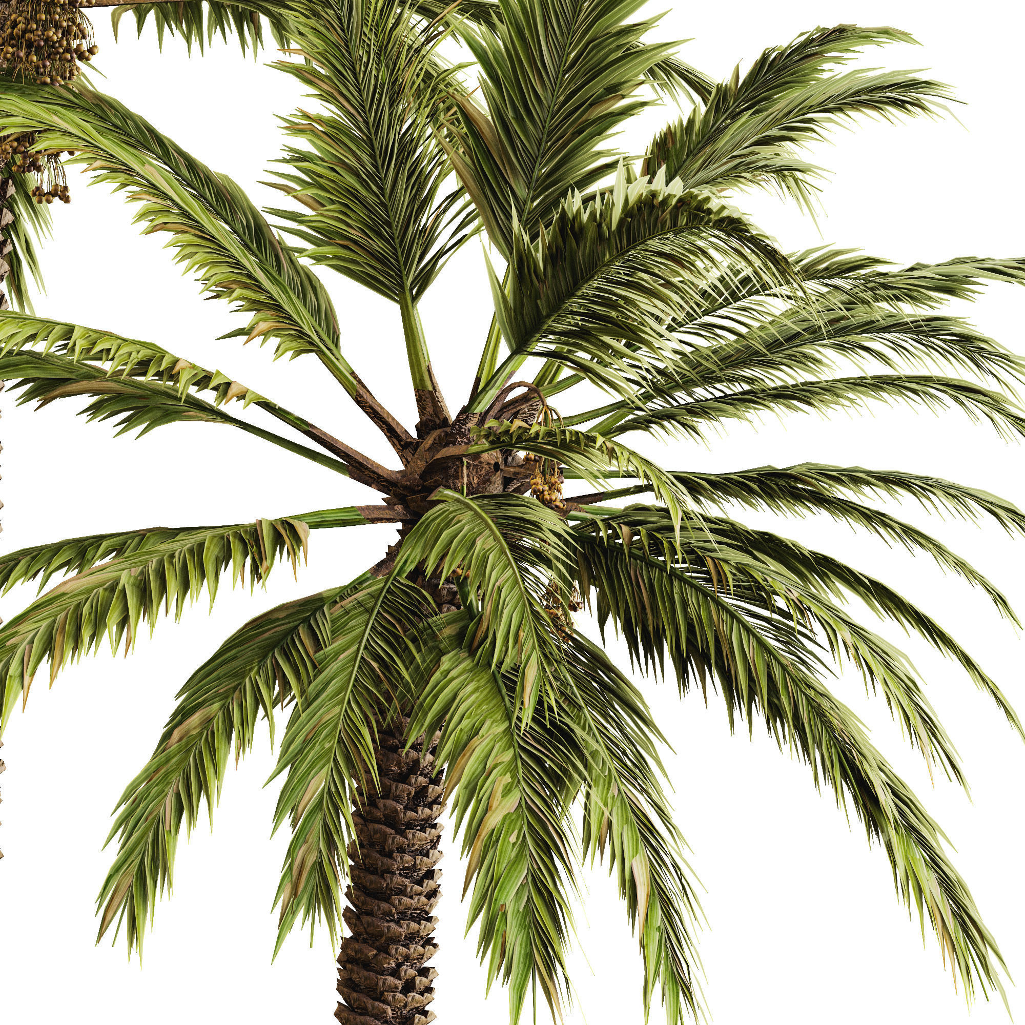 Date palm 3D model_16