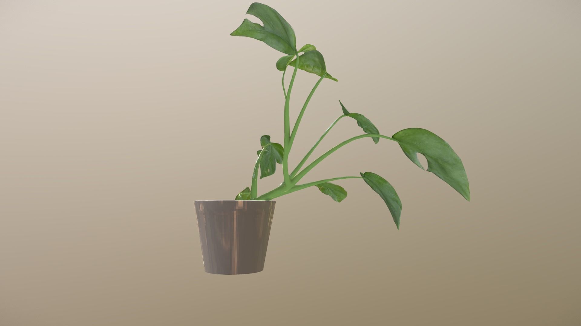 Monstera deliciosa - interior plant Low-poly 3D model_3