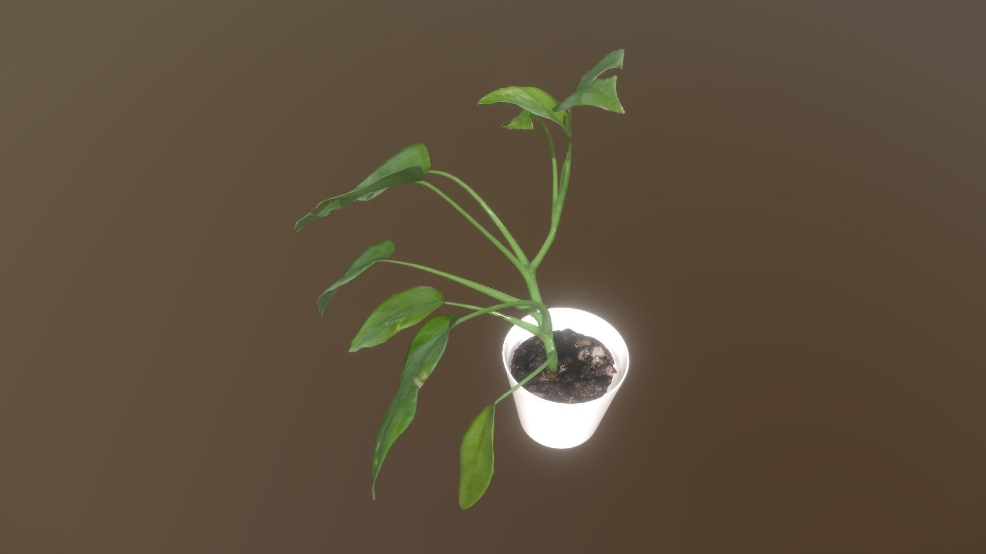 Monstera deliciosa - interior plant Low-poly 3D model_6