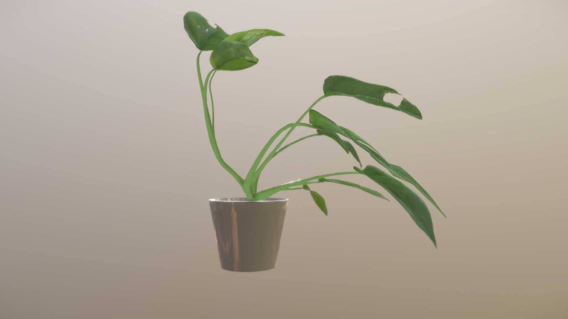 Monstera deliciosa - interior plant Low-poly 3D model_2