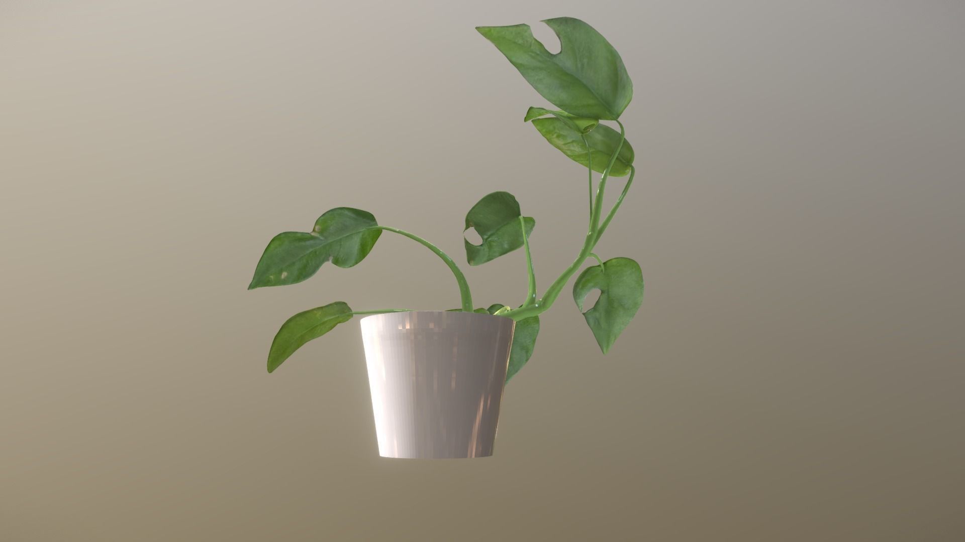 Monstera deliciosa - interior plant Low-poly 3D model_4