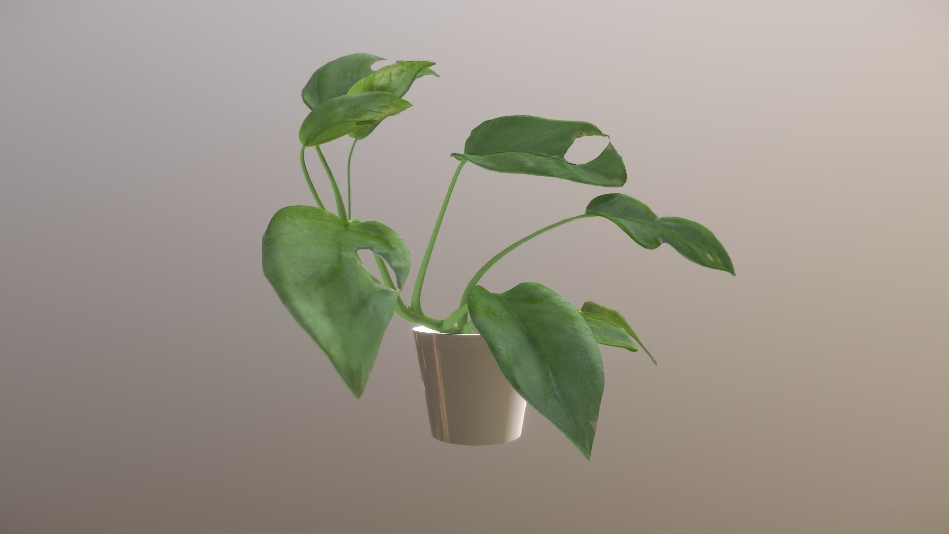 Monstera deliciosa - interior plant Low-poly 3D model_12