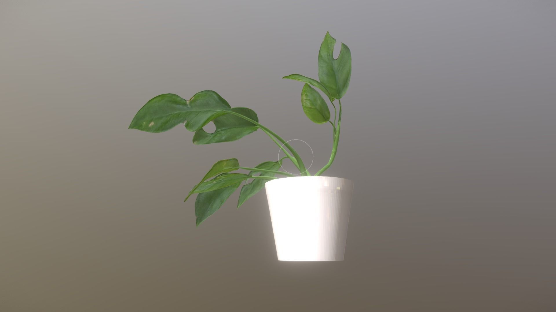 Monstera deliciosa - interior plant Low-poly 3D model_5