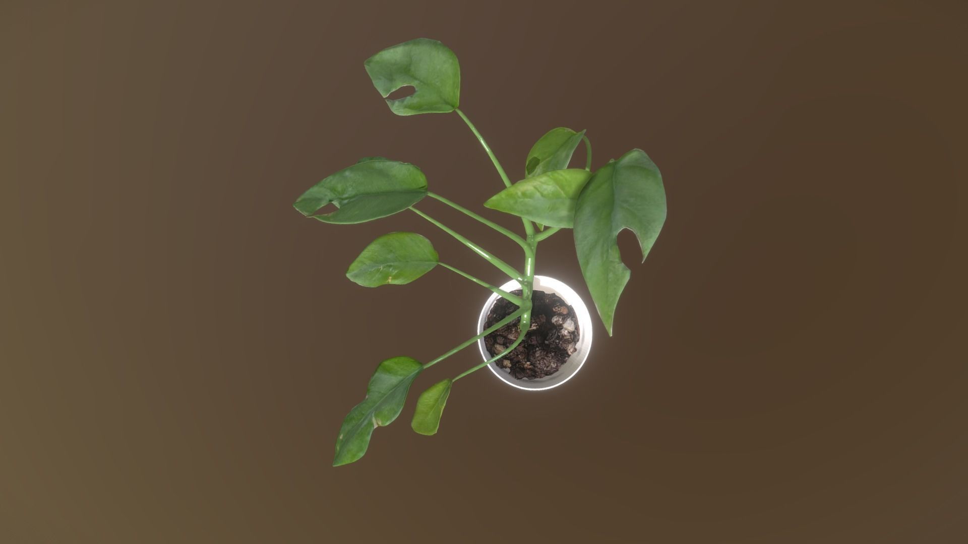 Monstera deliciosa - interior plant Low-poly 3D model_8