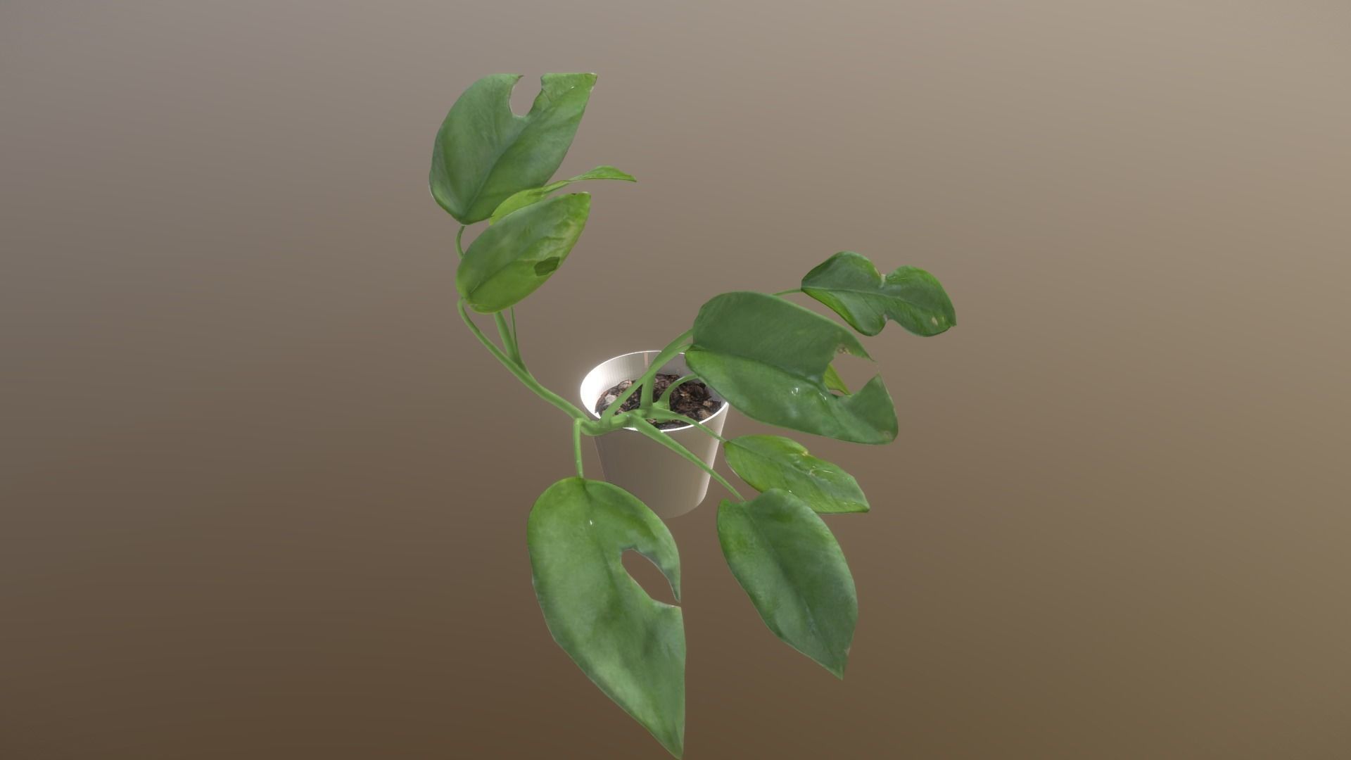 Monstera deliciosa - interior plant Low-poly 3D model_1