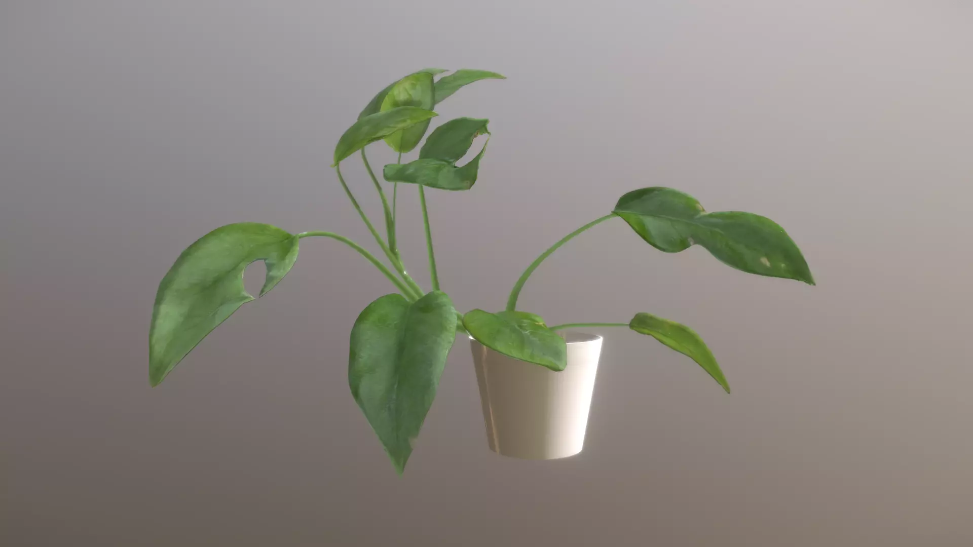 Monstera deliciosa - interior plant Low-poly 3D model_0