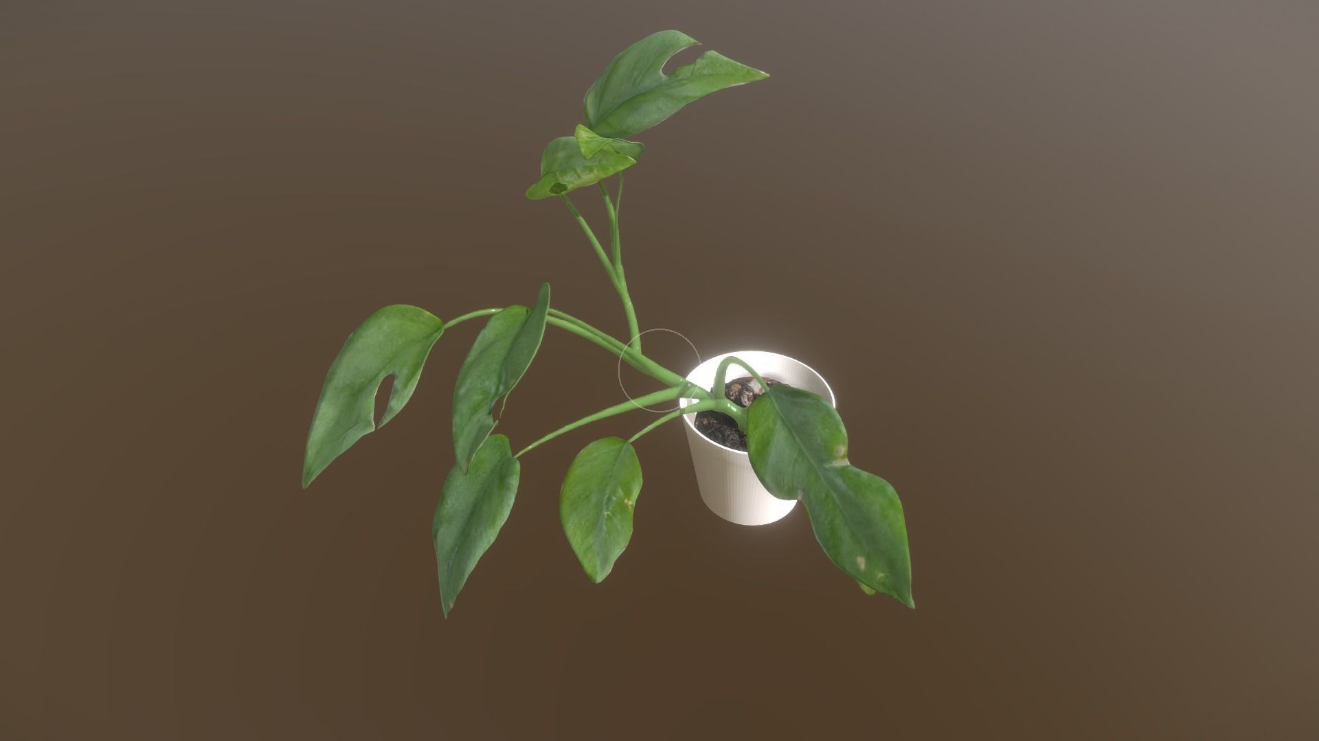Monstera deliciosa - interior plant Low-poly 3D model_7