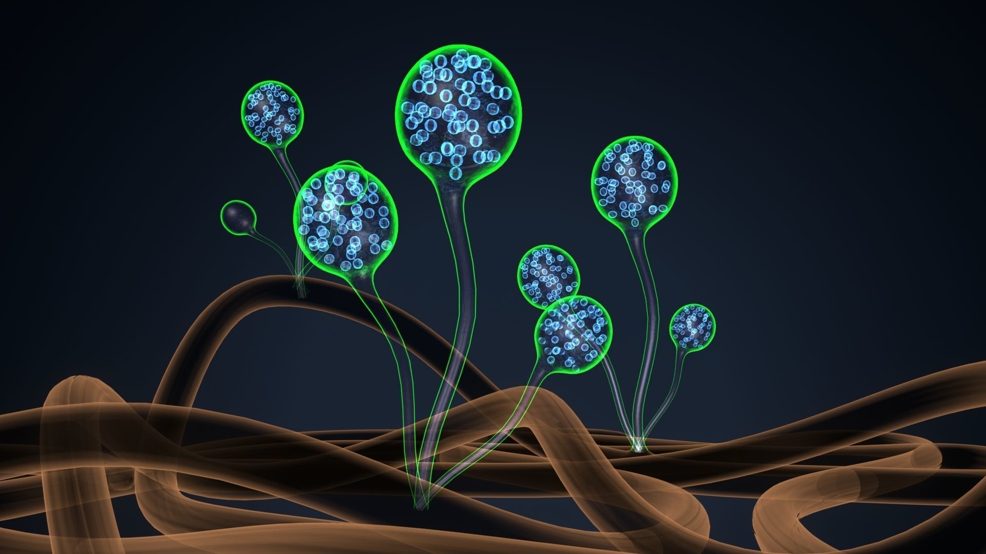 mucor sperm 3D model_3