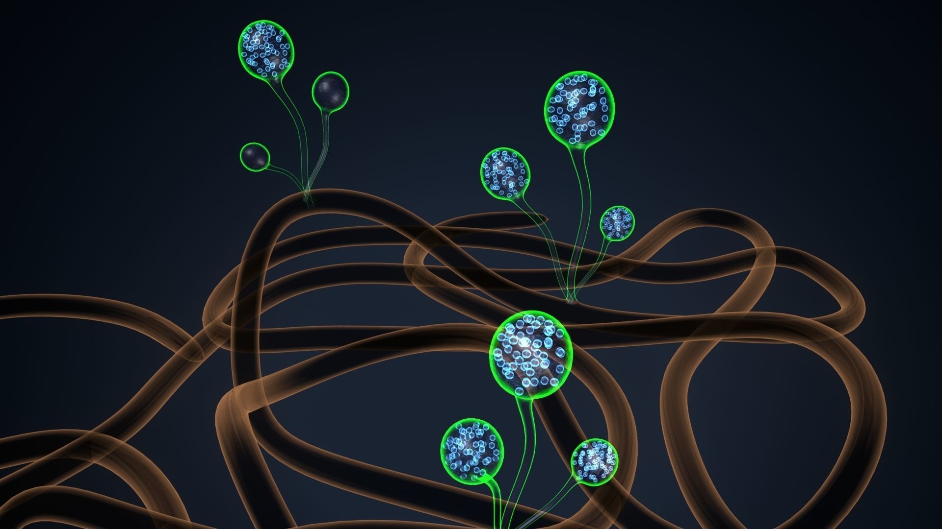 mucor sperm 3D model_4