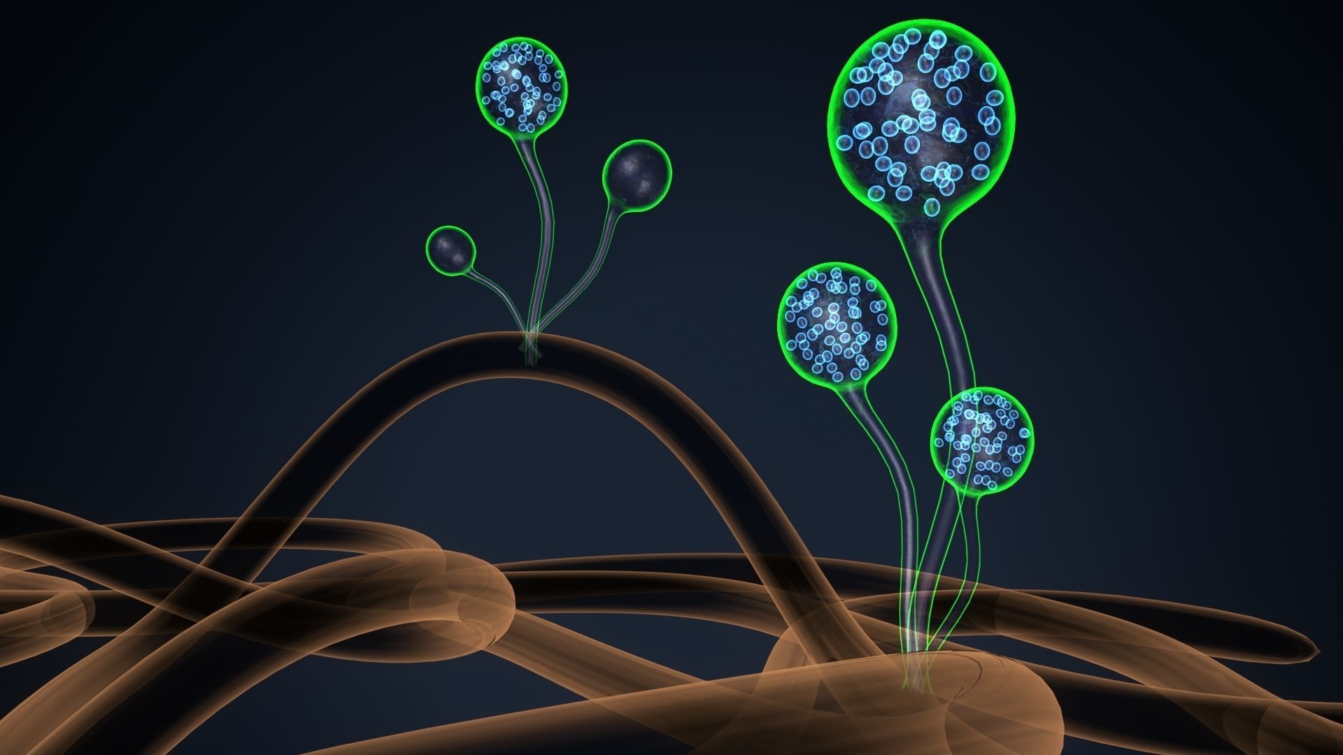 mucor sperm 3D model_5