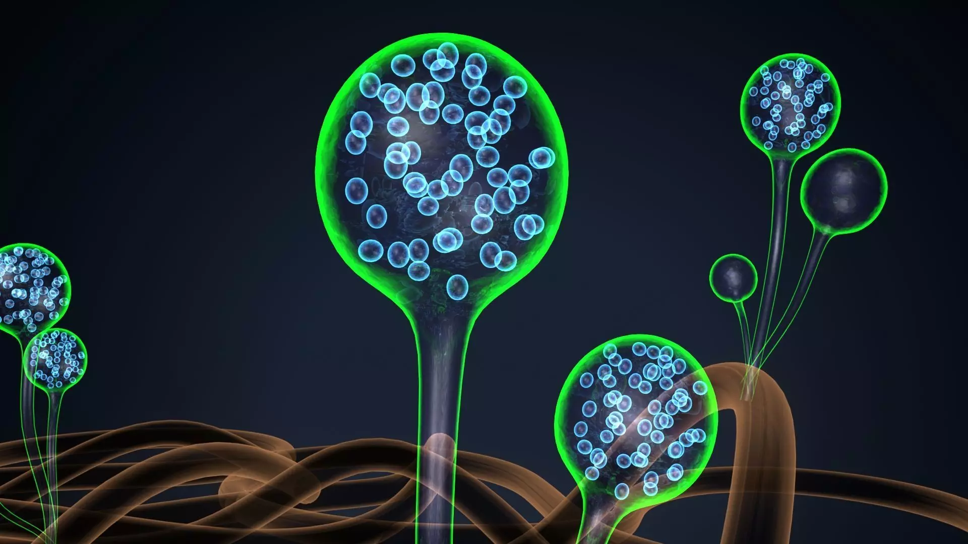 mucor sperm 3D model_0