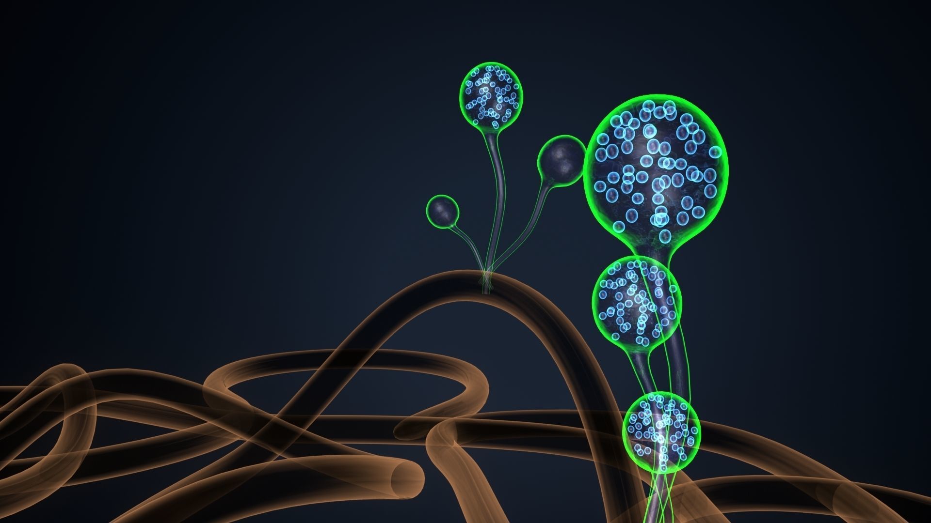 mucor sperm 3D model_1