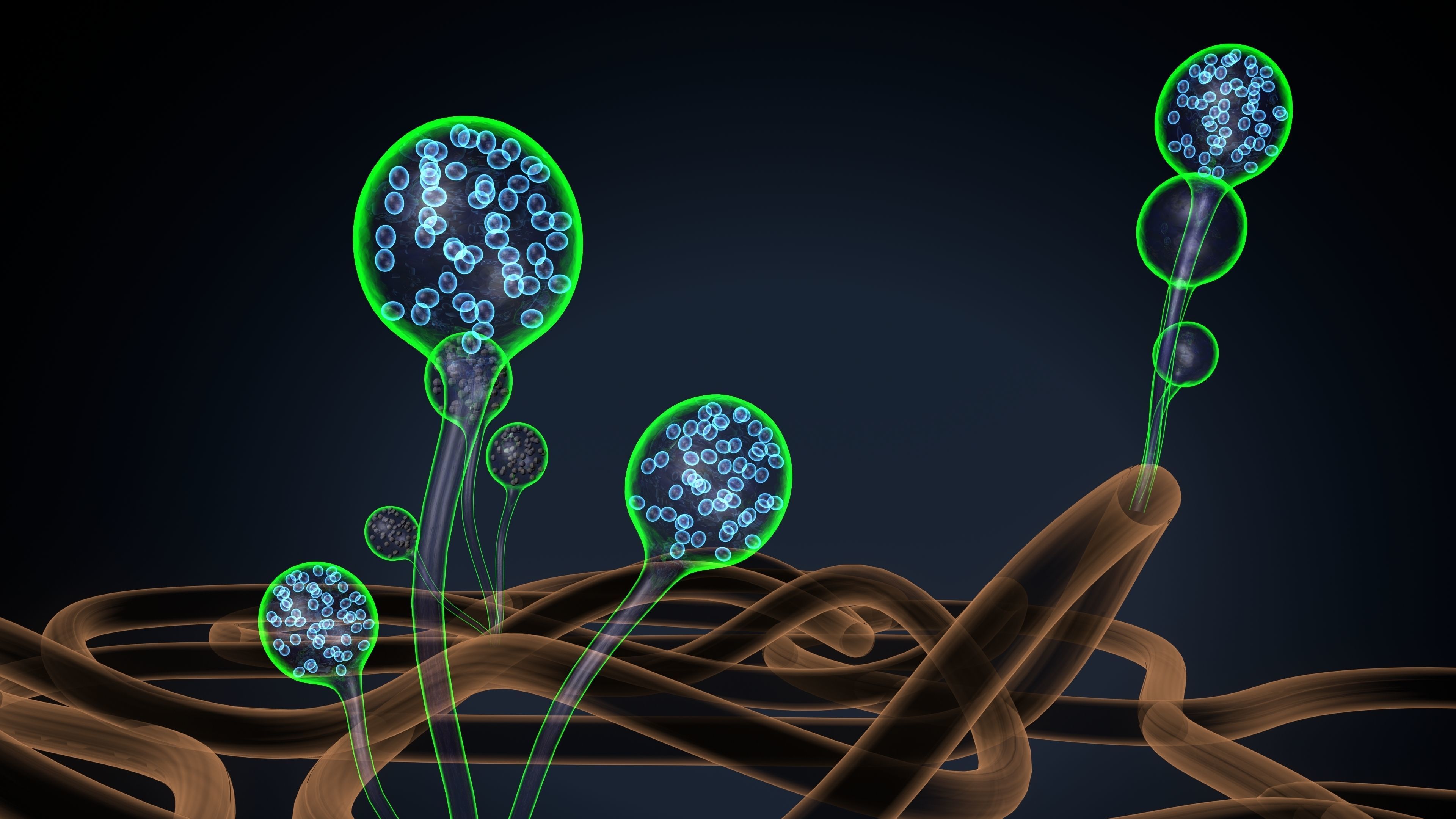 mucor sperm 3D model_2