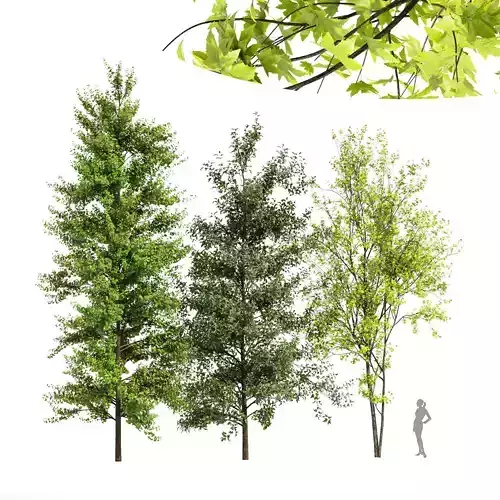 3diffrent tree-Real Tree Acer Saccharinum-Spring-Summer