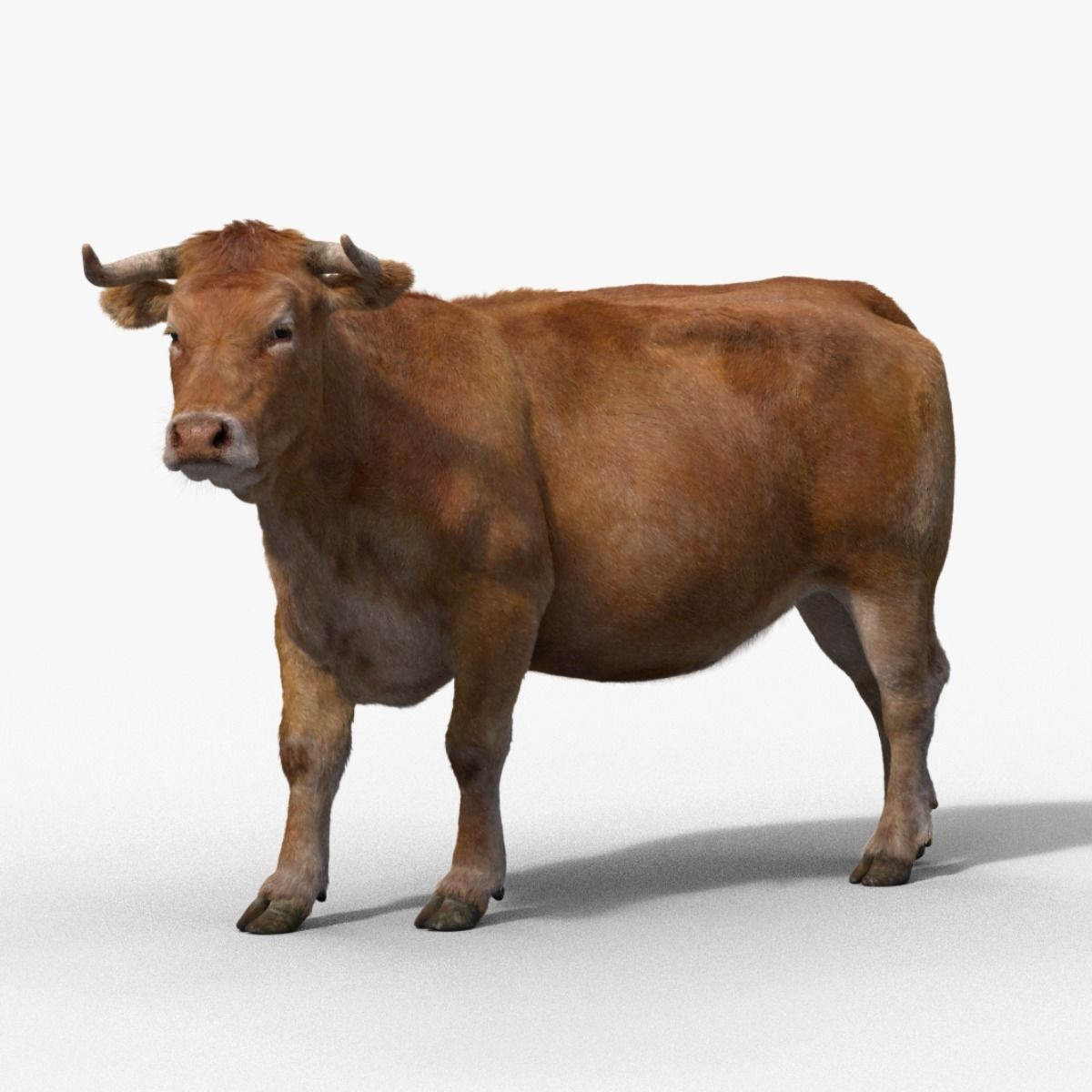 Cattle Cow Rigged  VFX Grace 3D model_0