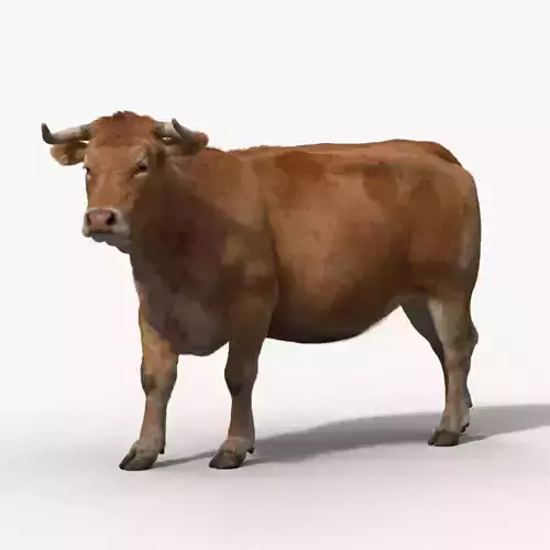 Cattle Cow Rigged  VFX Grace 3D model