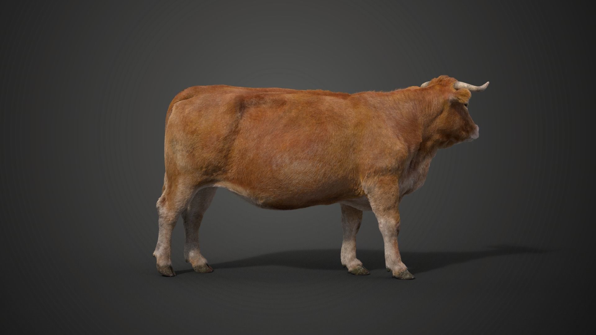 Cattle Cow Rigged  VFX Grace 3D model_4