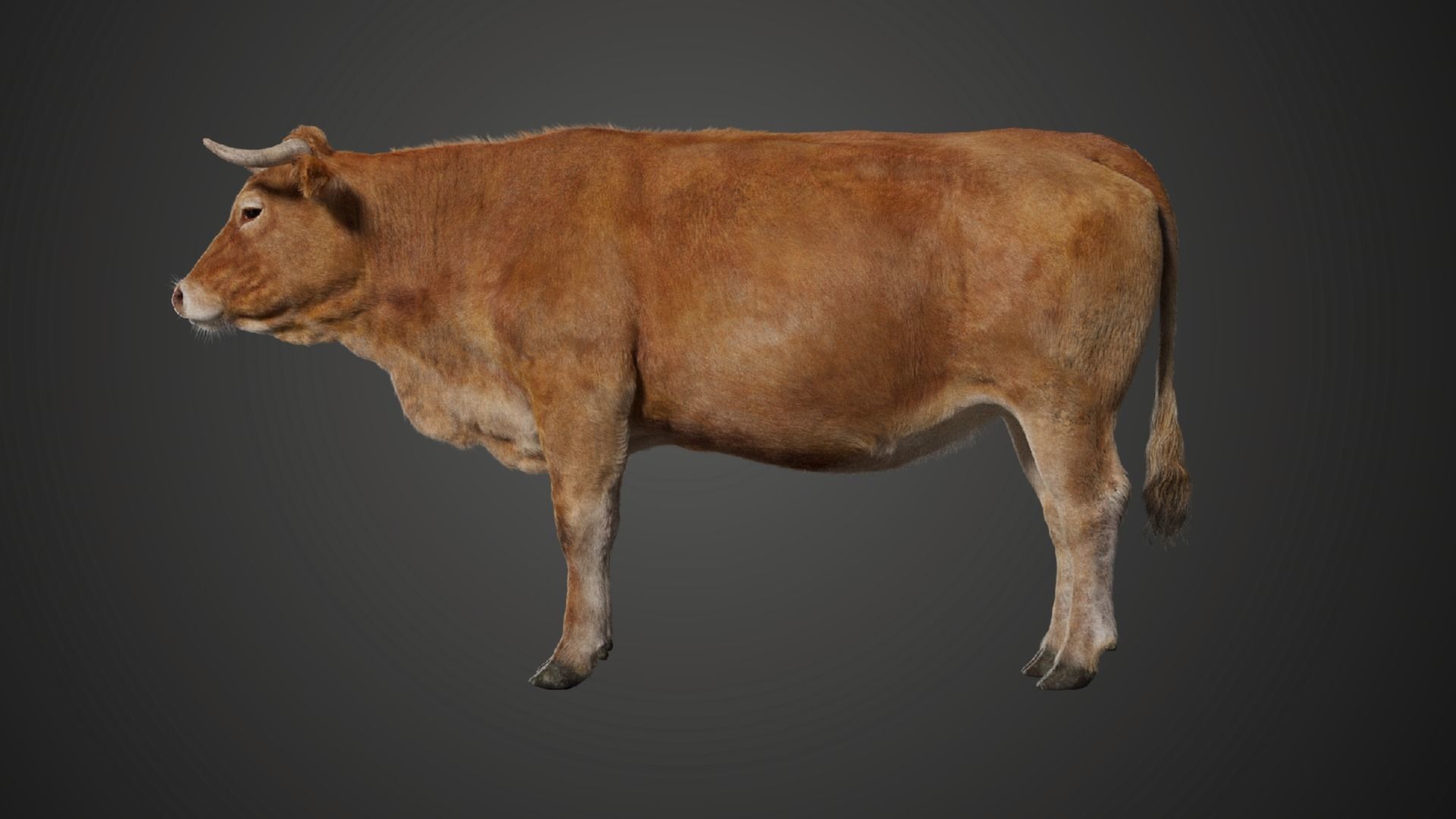 Cattle Cow Rigged  VFX Grace 3D model_1