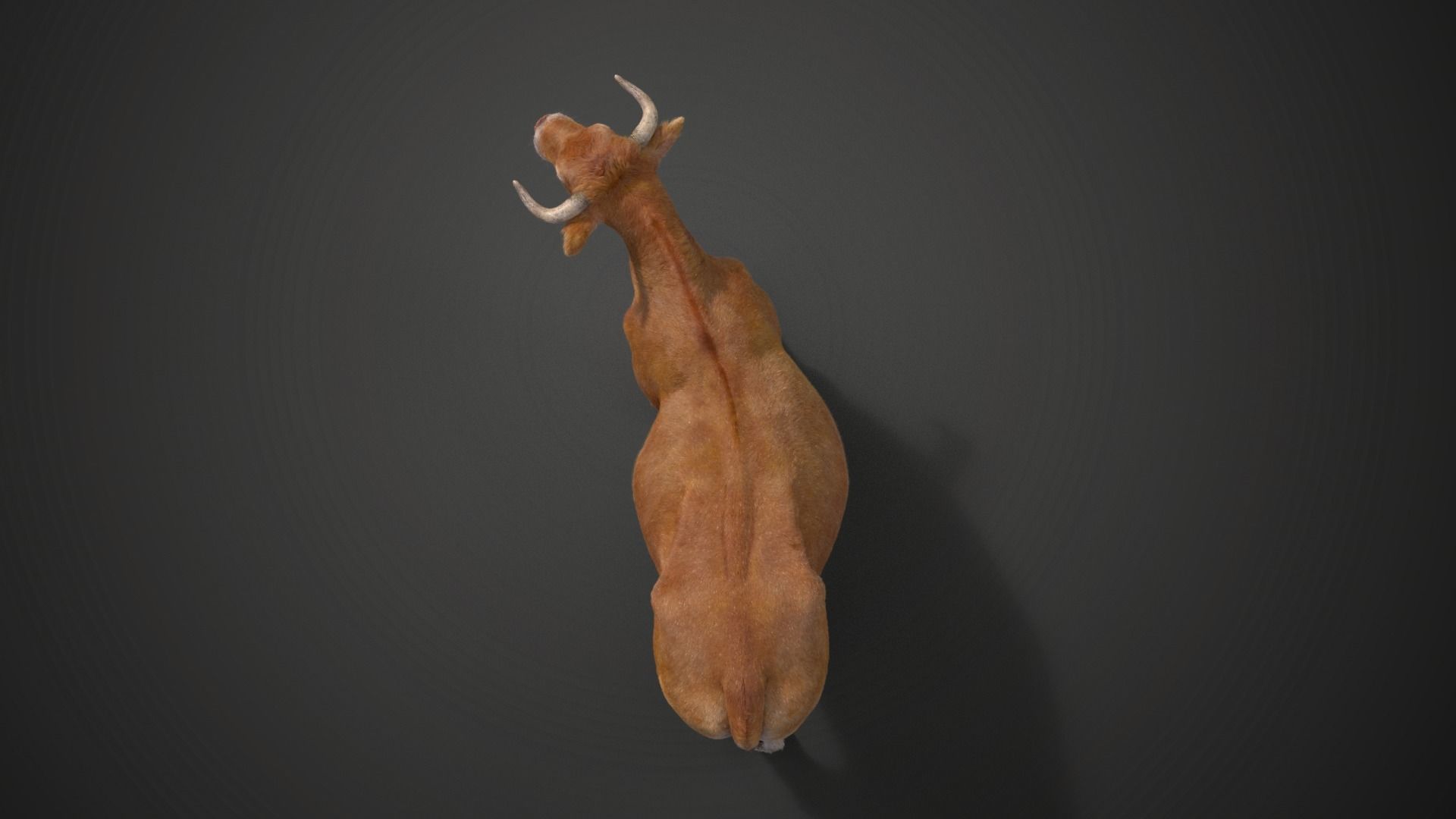 Cattle Cow Rigged  VFX Grace 3D model_7