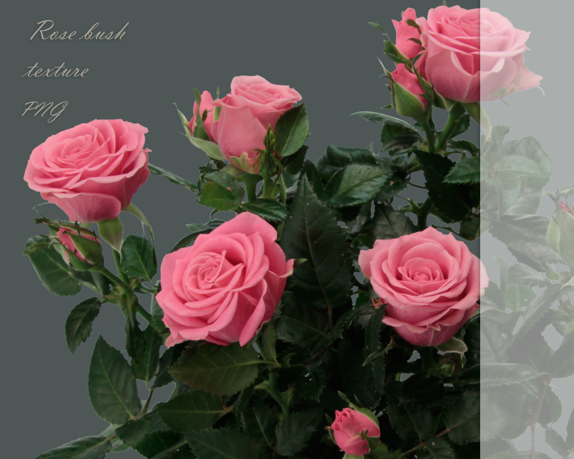 Texture A set of textures of rose bushes PNG VR / AR / low-poly | CGTrader