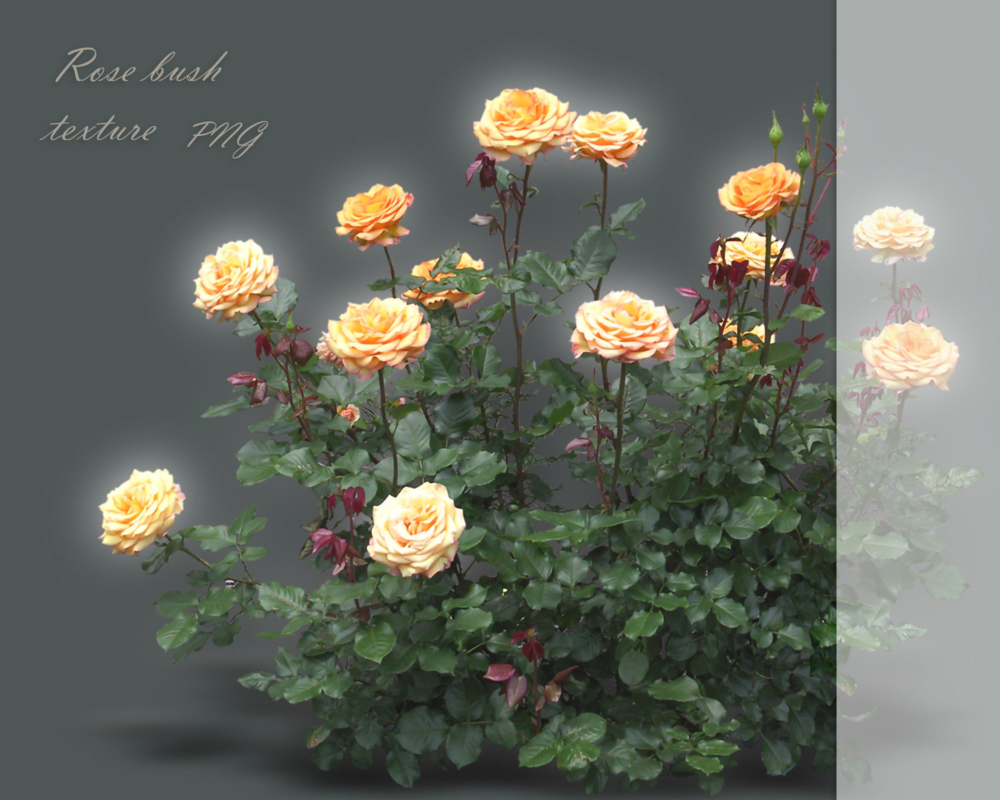 Texture A set of textures of rose bushes PNG VR / AR / low-poly | CGTrader