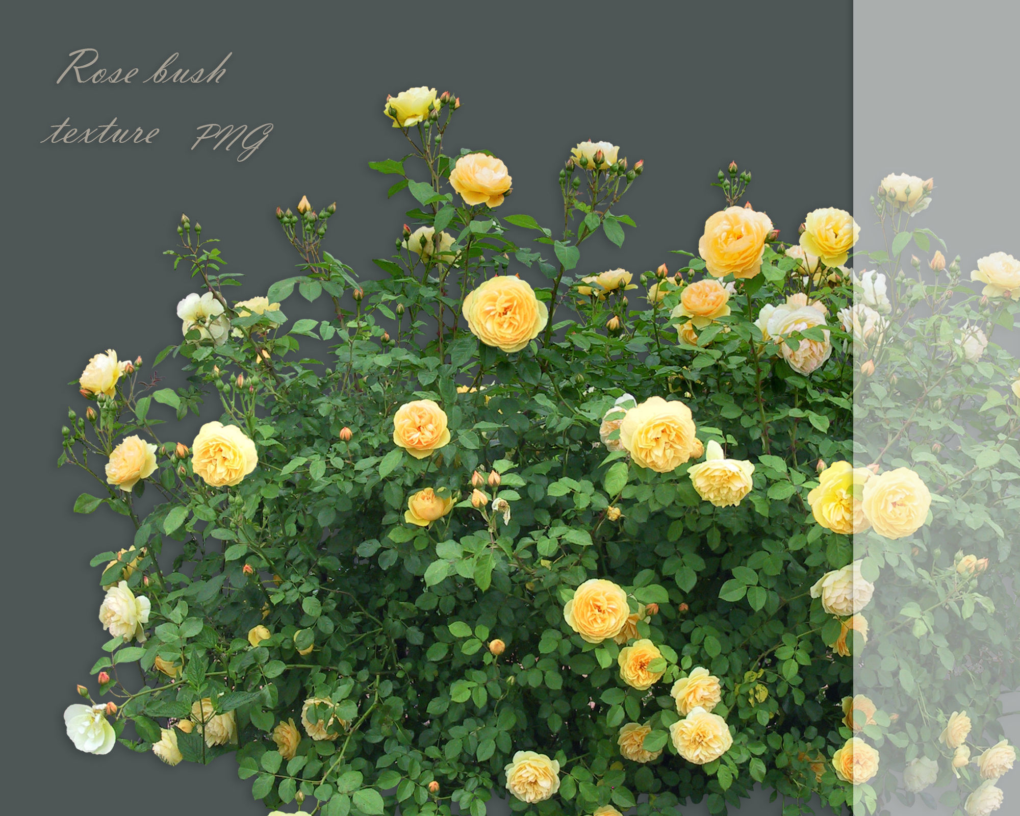 Texture A set of textures of rose bushes PNG VR / AR / low-poly | CGTrader