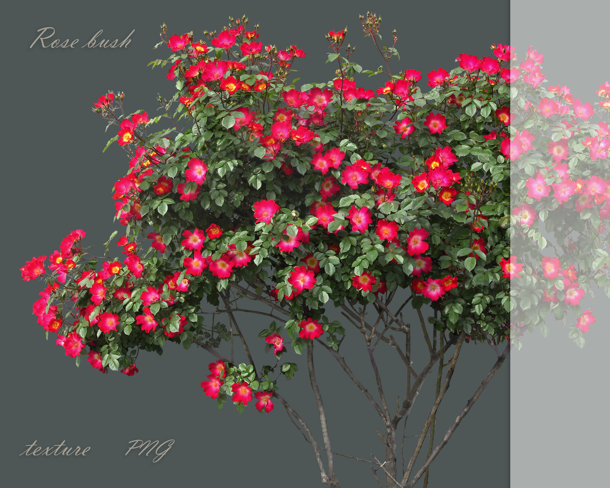 Texture A set of textures of rose bushes PNG VR / AR / low-poly | CGTrader