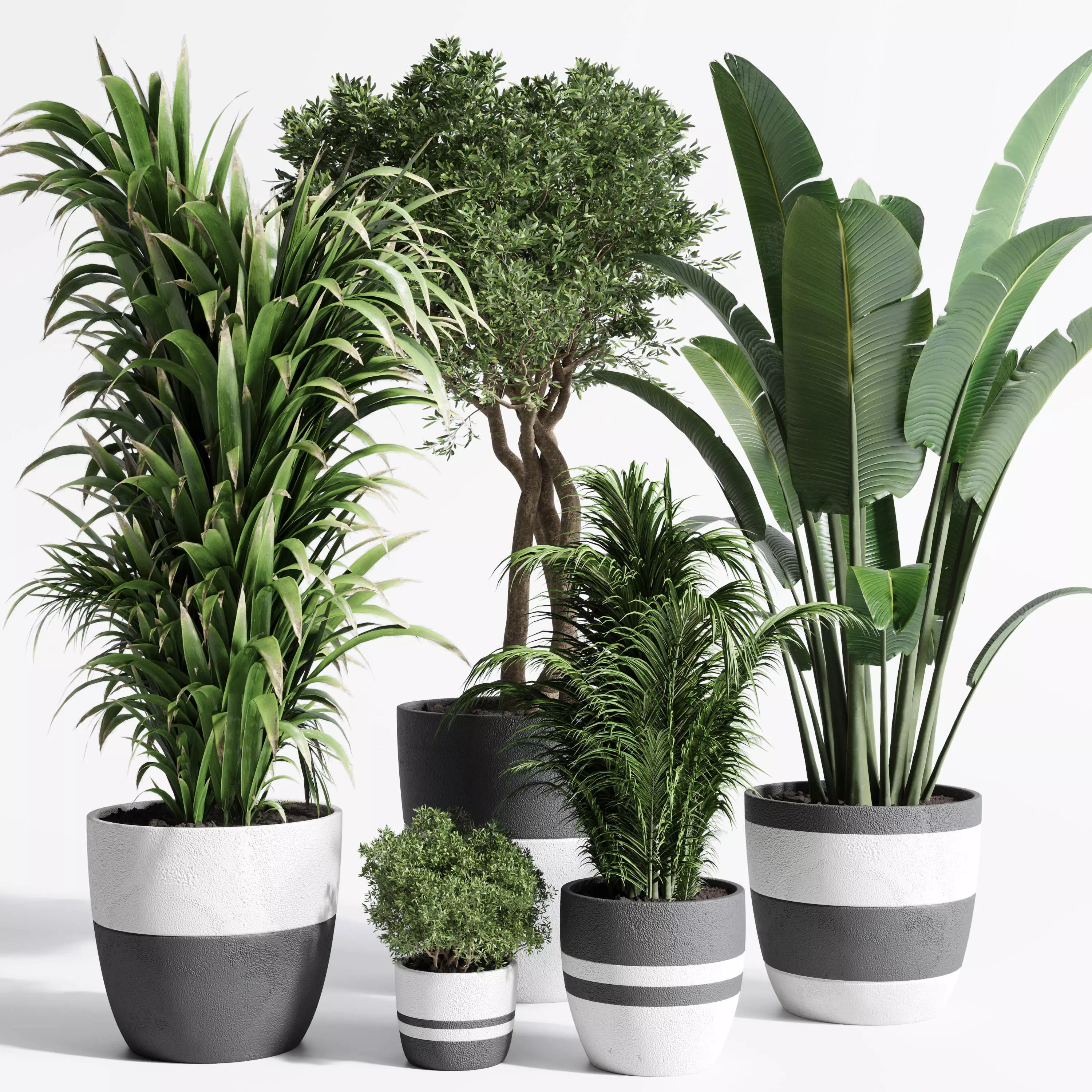 Indoor plant dirty concrete plants ravenala tree bush palm 3D model
