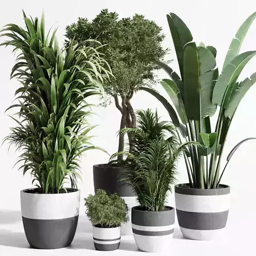 Indoor plant dirty concrete plants ravenala tree bush palm 3D model