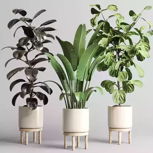 Indoor vase wood pot tree plant ravenala ficus rubbery lyrata