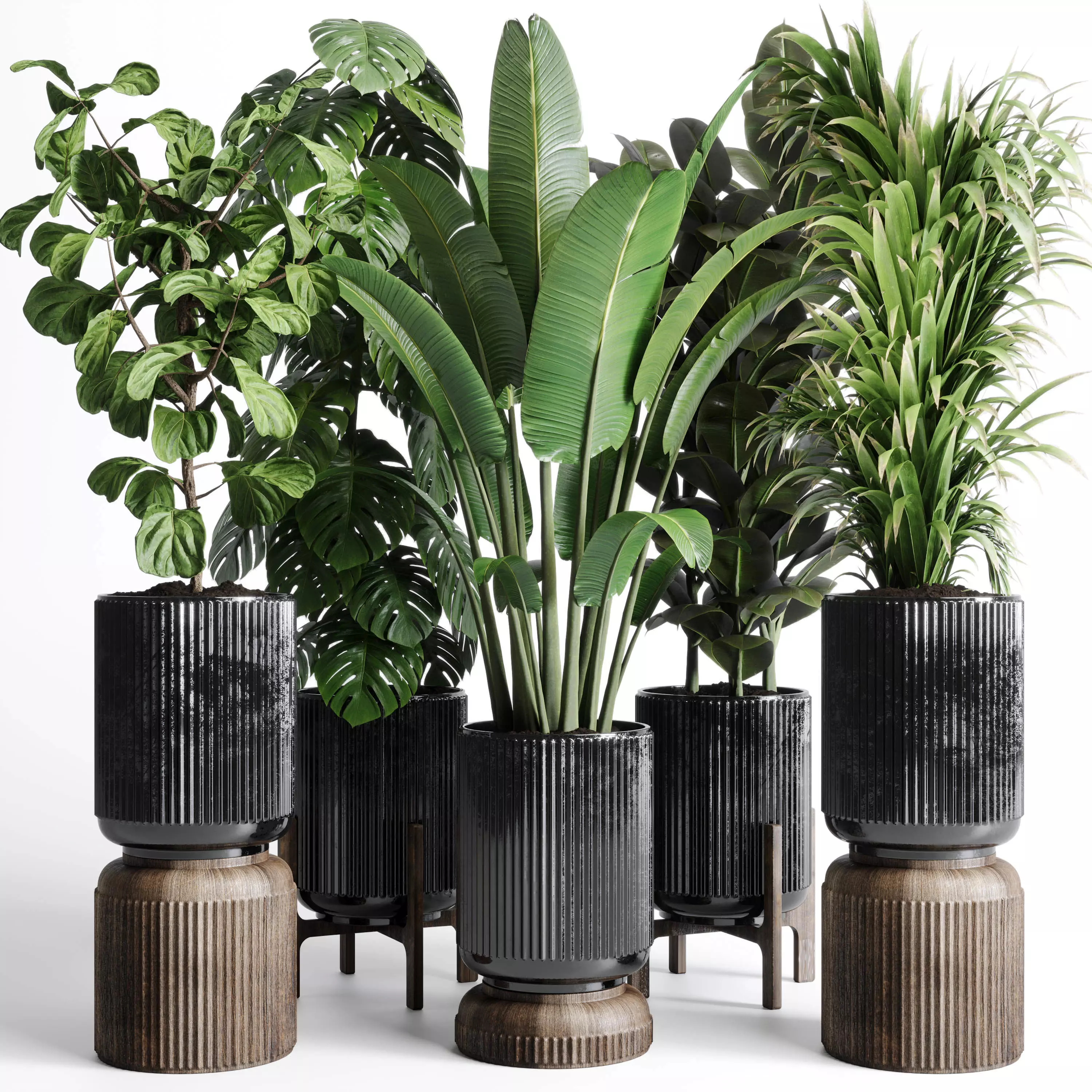 indoor plant ravenala ficus rubbery monstera concrete dirt vase 3D model