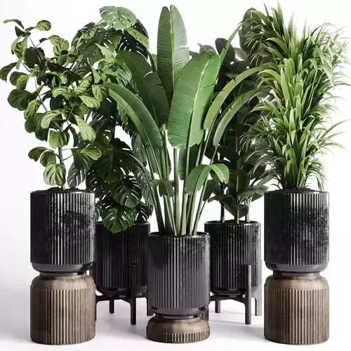 indoor plant ravenala ficus rubbery monstera concrete dirt vase