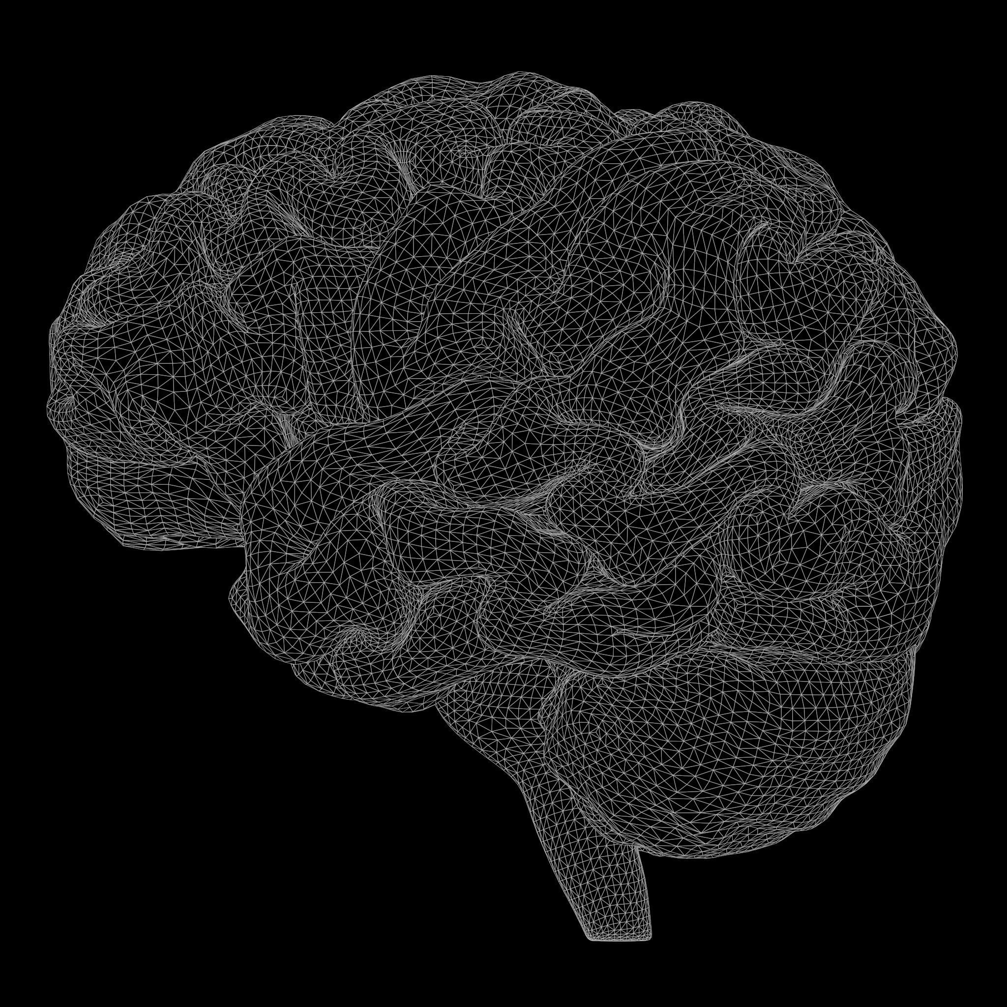 Human Brain 3D model_6