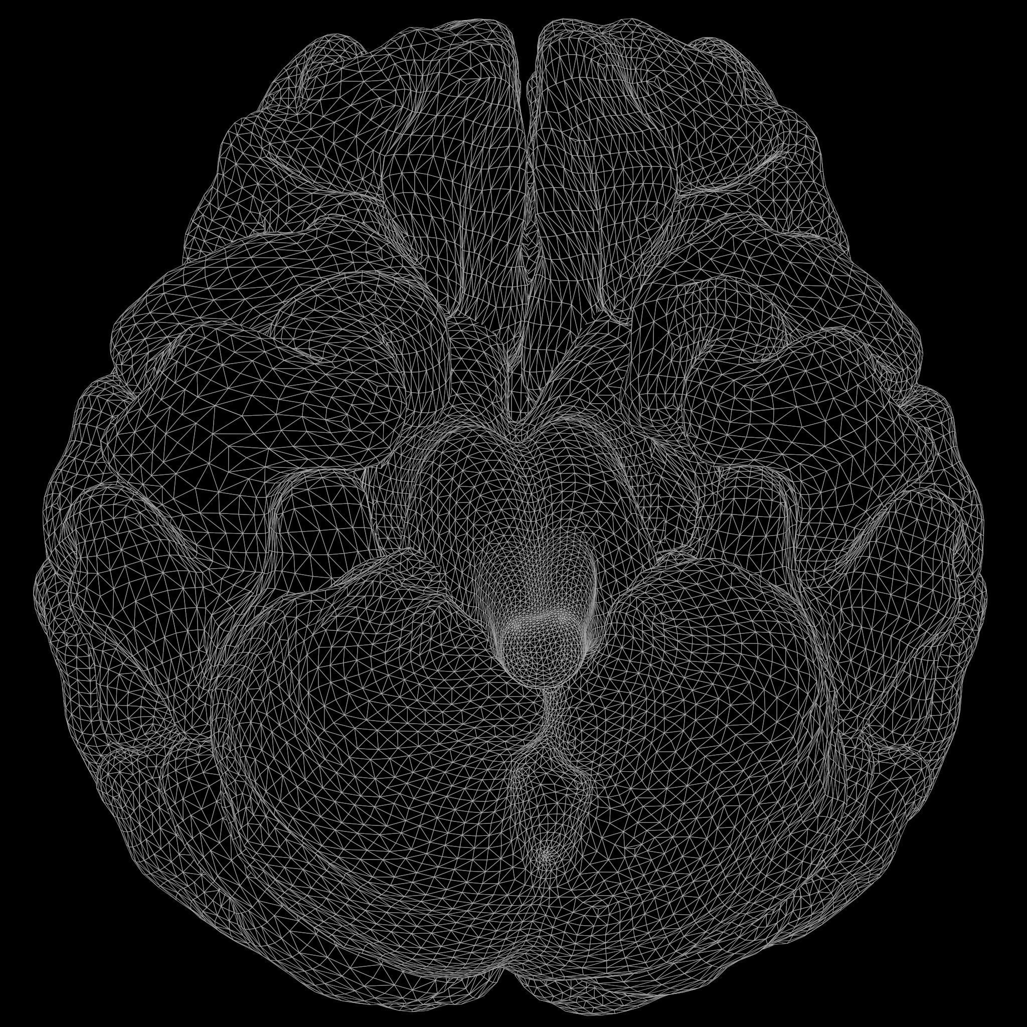 Human Brain 3D model_8