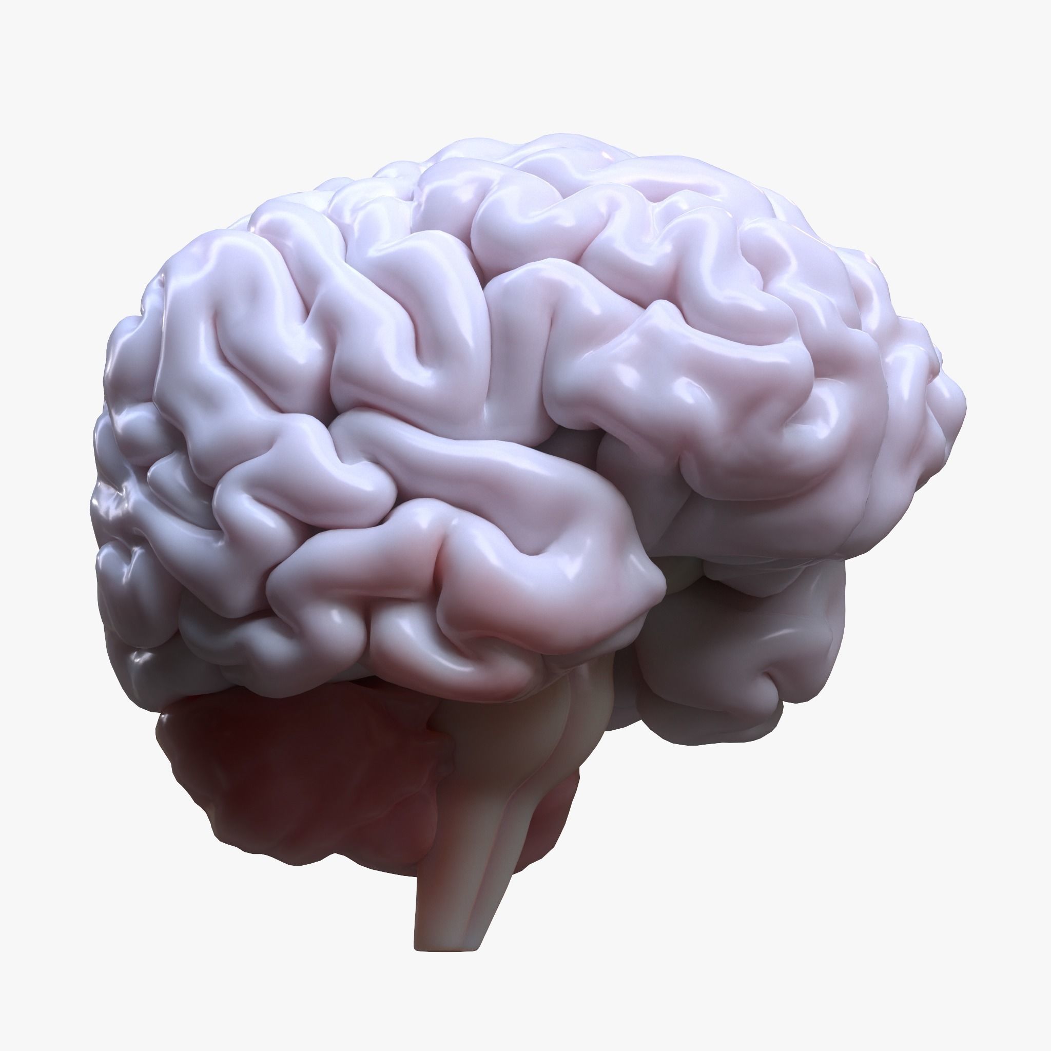 Human Brain 3D model_1
