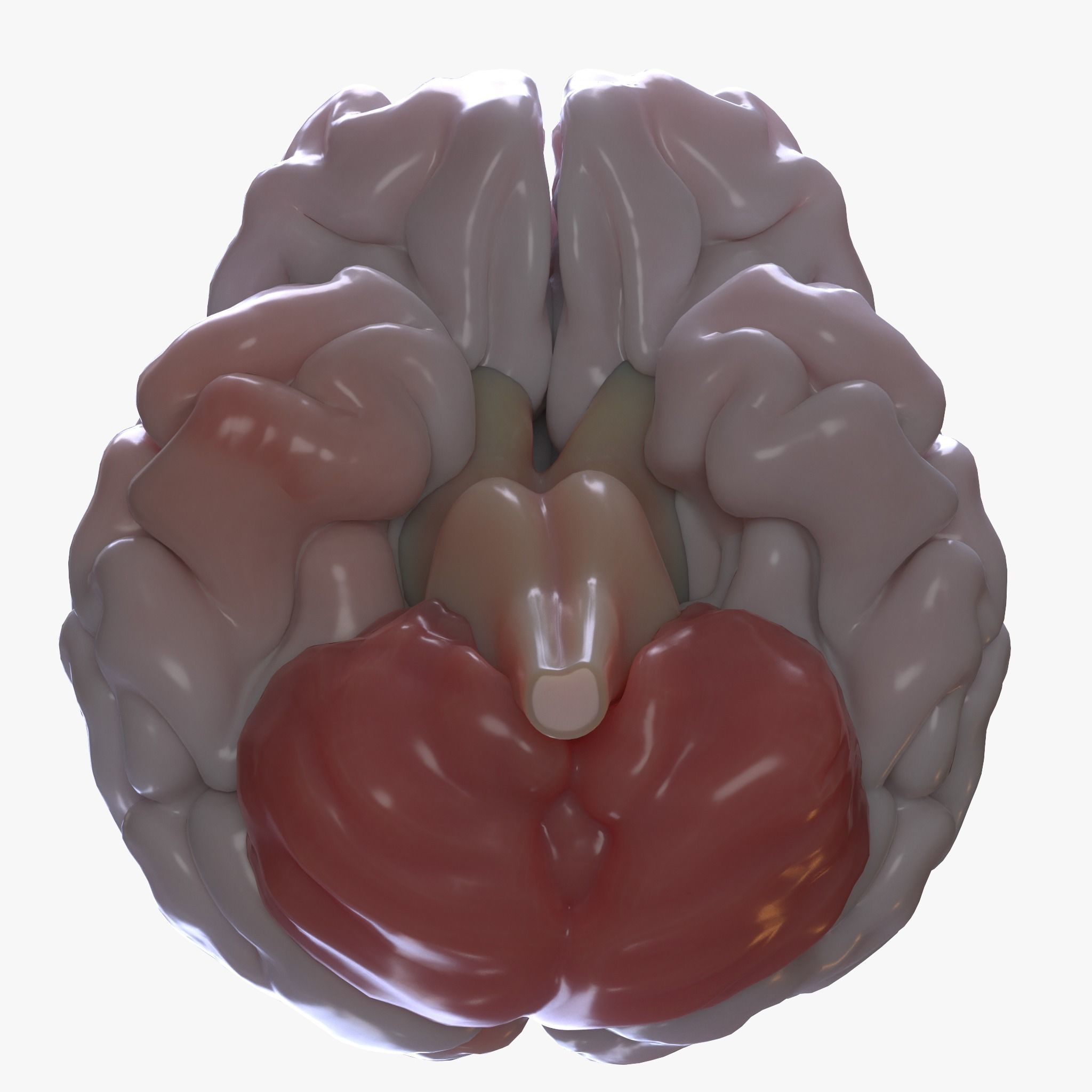 Human Brain 3D model_5