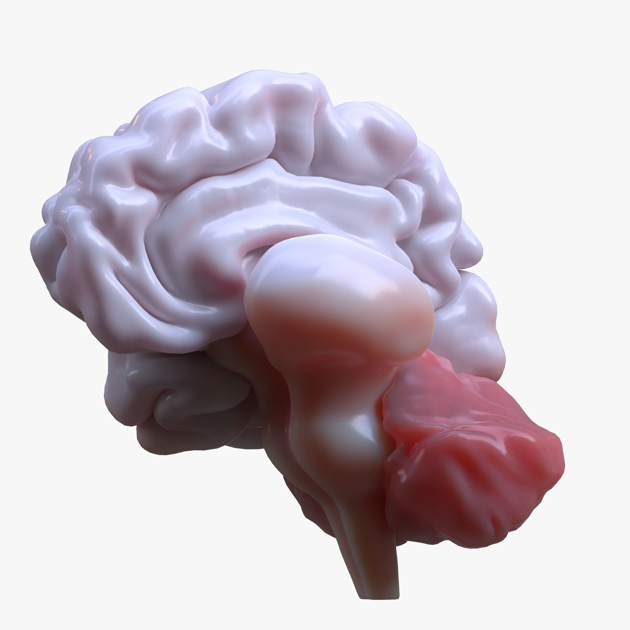 Human Brain 3D model_4