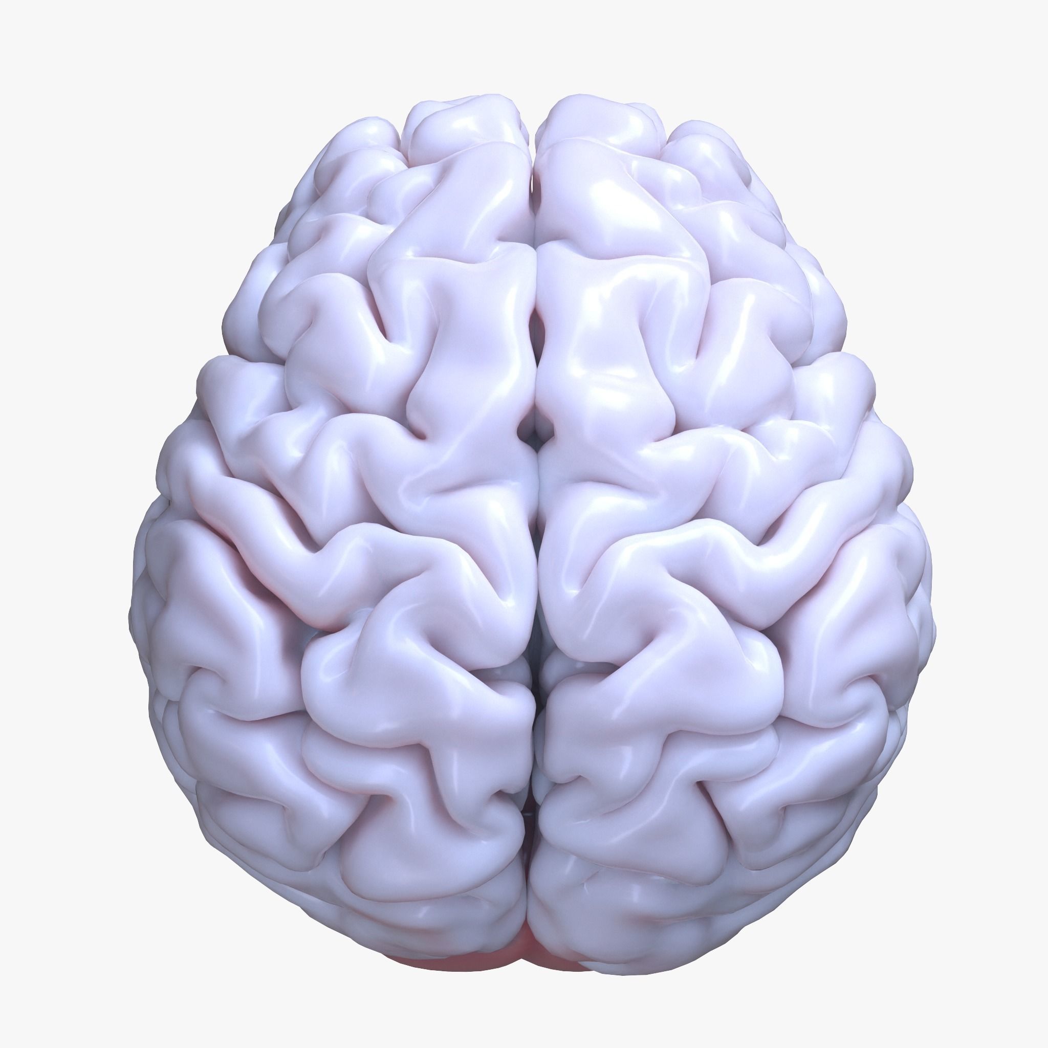 Human Brain 3D model_2