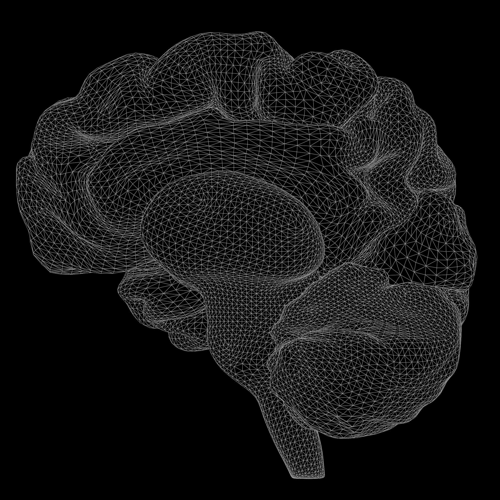 Human Brain 3D model_10