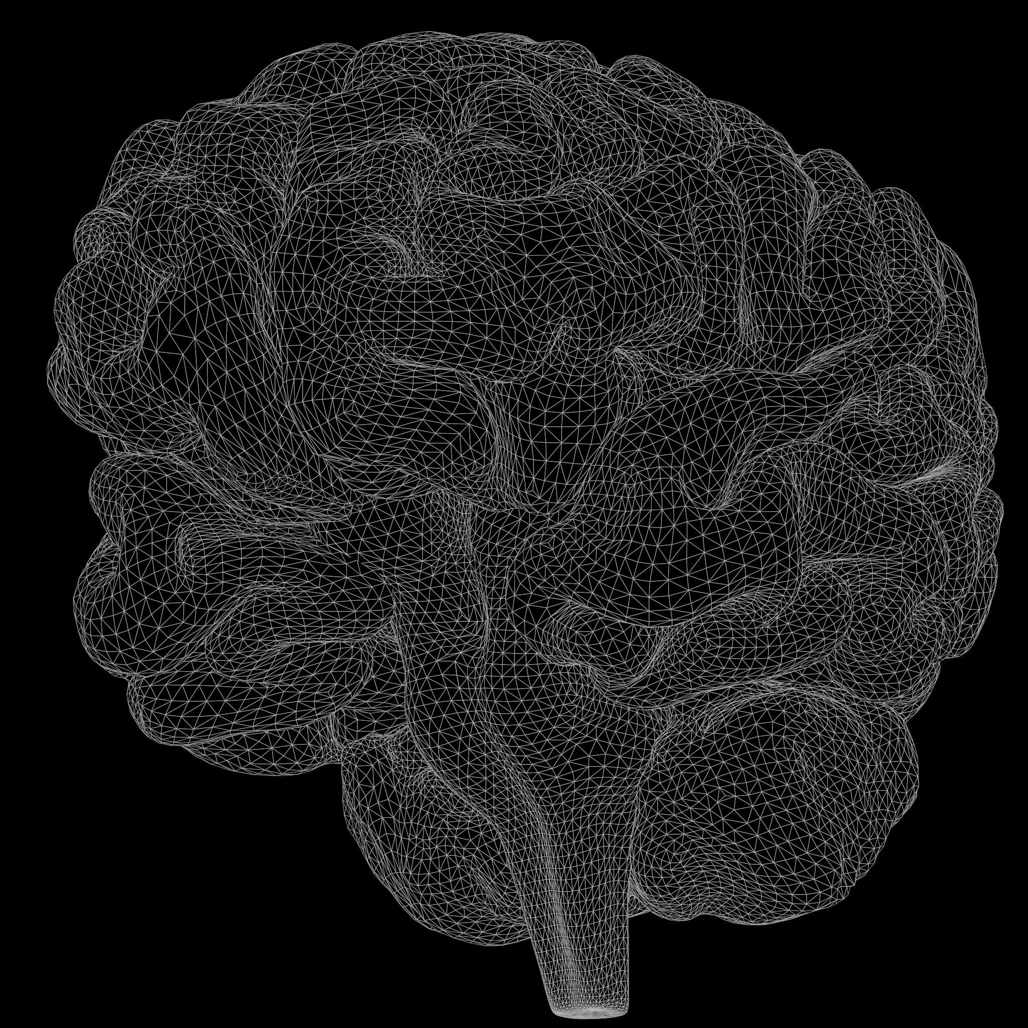 Human Brain 3D model_7