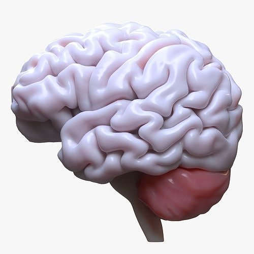 Human Brain 3D model