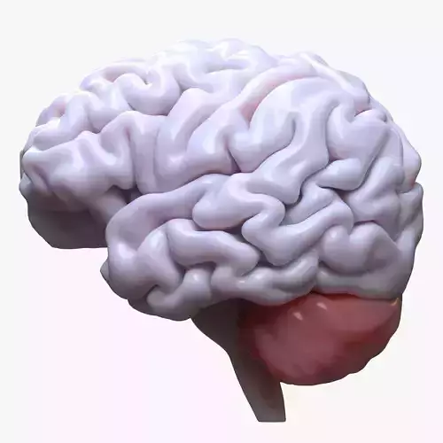 Human Brain 3D model