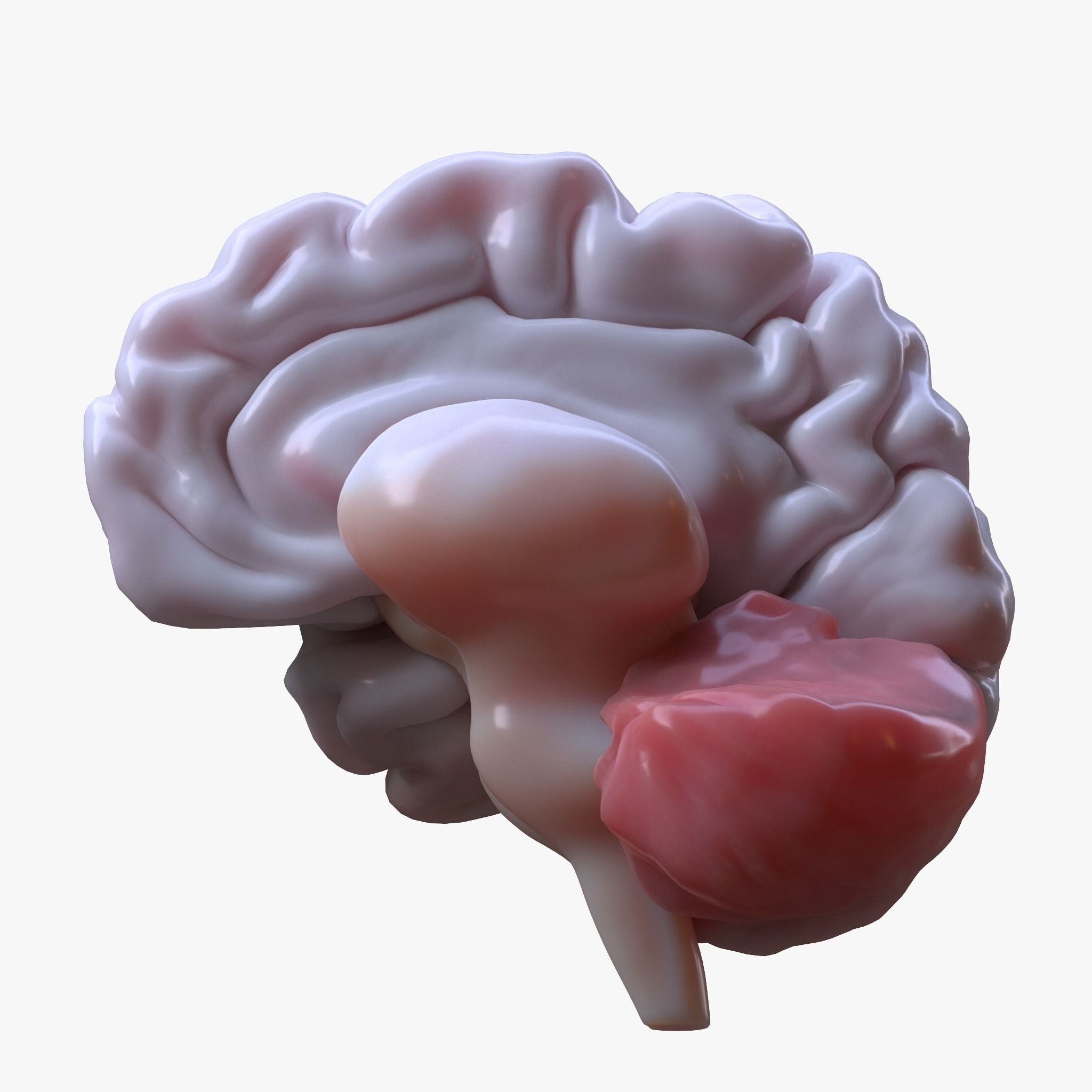 Human Brain 3D model_3