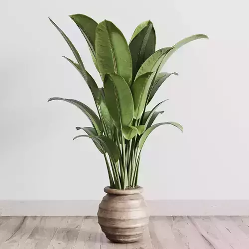 Indoor plant 143 plant  ficus rubbery old wooden vase