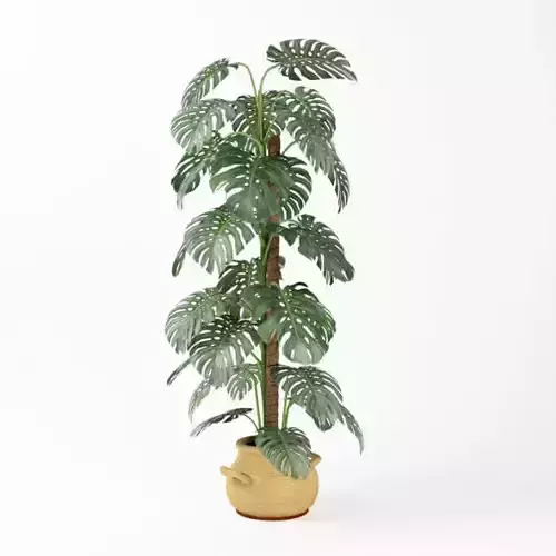 Indoor Potted Tree