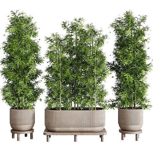 Collection indoor outdoor plant 144 plant bamboo vase concrete 3D model
