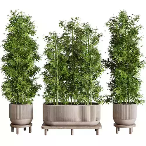 Collection indoor outdoor plant 144 plant bamboo vase concrete